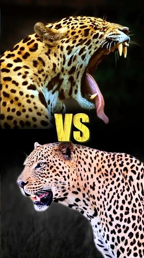 Jaguar VS Leopard—Who Wins? #jaguar #wildlife #whowouldwin #shortsfeed