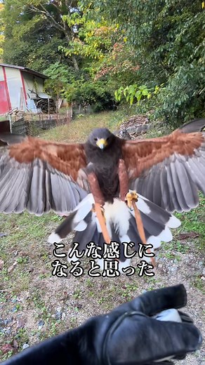 おもてたんと違う、、、 #ハリスホーク #猛禽類 #猛禽のいる生活 #猛禽 #ドSホークわ