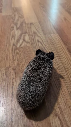 Hedgehog Moment 101 : Rating of this Clip 0-10 As a Hedgehog lover ❤️❤️ #hedgehog | The Daily Hedgehog Show