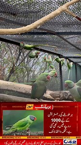 Raw Parrot | Birds Community