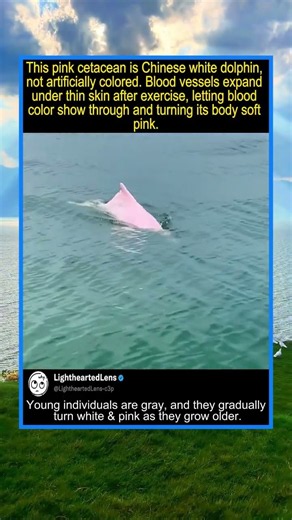 Grey baby dolphins slowly turn pink as they mature#dolphin #sea #wildlife #ocean