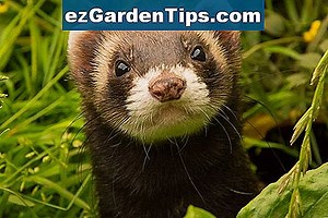 Krankheiten des Nektarinen-Obstbaumes 🌱 Tipps Gärtner - De.ezGardenTips.com