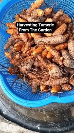 Harvesting Tumeric #villagelifestyle #fortnite #shorts #africanvillage #africanfood