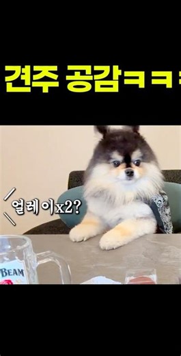 강아지 키우는 사람 공감ㅋㅋㅋㅋㅋㅋㅋㅋㅋ