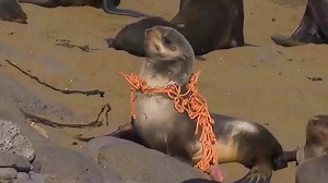 See how Hunter Douglas turns ocean plastic waste into the new GreenScreen® Sea-Tex™ Screen Shade Fabric. | Hunter Douglas