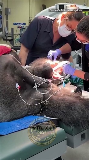 MEET BAKARI: DISNEY’S NEW SILVERBACK GORILLA GETS HIS FIRST CHECKUP