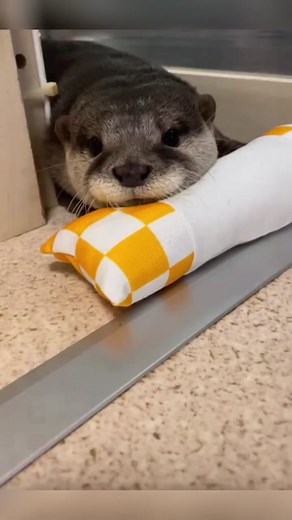 Adorable Baby Otters Playing Together