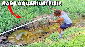 I Found RARE Aquarium FISH In MUD CREEK! MY STREAM! - https://twitch.tv/grrillarob ! the go fund me is here https://gofund.me/22e2a15b] my new wishlist https://www.amazon.com/hz/wishlist/ls/2PZIARM0PYA70?ref_=wl_share Thank you all for the support, we just have to keep on keeping on. If you enjoyed My First AQUARIUM Since HOUSE FIRE! and would like to see more videos like it, please like the video, subscribe to the channel and turn on post notifications so you don't miss any of my future UPLOADS
