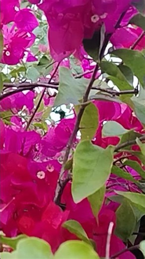 Bugambilia, the colour of the winter....