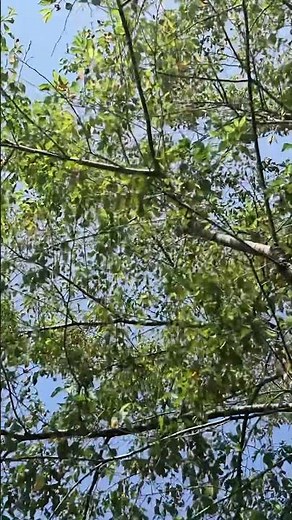里山の自然が残る各務野自然遺産の森｜Gifu Nature Japan