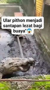 Pertarungan sengit antara buaya dan pithon😱 | Papadom Kandou