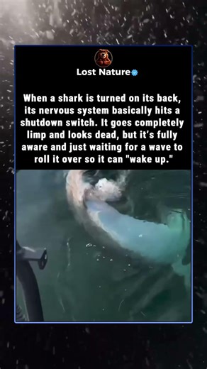 Why This Shark Looks Dead (But Isn't!)