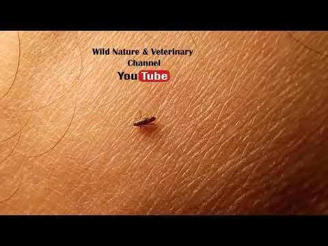 Close-up flea on human skin jumping away from a finger after animal to human transfer.