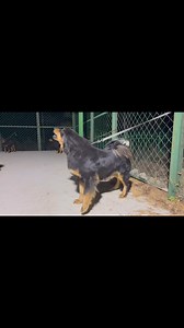 DAICHIN | Goviin Sor Kennel