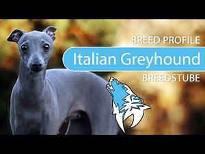 ► Italian Greyhound Breed Profile [2022] Temperament & Training