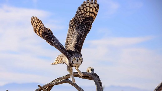 Great Horned Owl Wingspan & Size: How Big Are They?
