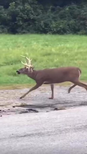 12K views · 12 reactions | “You find a deer wasting away from disease. No law, no witnesses — only your conscience. What do you do?” #ethicsofthefield #reallifehunting #MichaelkasHunting | Hunting Adventures | Facebook