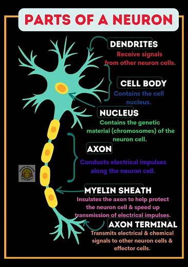 Parts of a Neuron| Functions of Neuron #neuron #science #biology #education