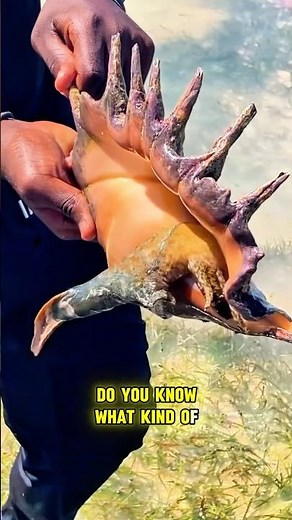 Do You Know What Kind of Sea Animal This Is? | Spider Conch Facts #SpiderConch #SeaSnail #MarineLife
