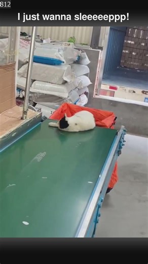 4093 Cat firmware needs update #cat #meme #funny #joke #pet #fail #meow