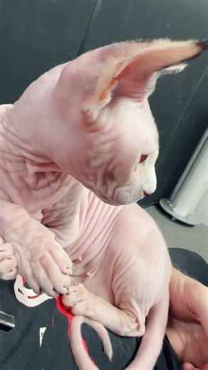 #cat #sphinx bambino #foruyou #fyp #foryoupage