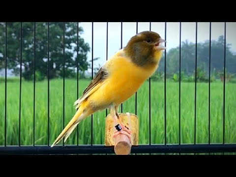 Unbelievable Powerful Canary Singing for Training!! Loudest Canary Song