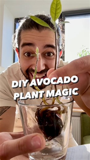 2.9M views · 76K reactions | Avocado Magic! . . . . #lifehack #hacks #tipsandtricks #plants #parents #gardening #recycle #upcycle #instagood #plantbased #avocado | creative explained | Facebook