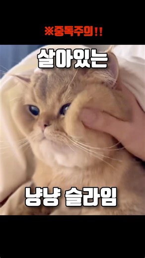 ※한 번 만지면 못 멈춤 주의‼️ 냥냥 슬라임🐈 #cat #고양이 #귀여운고양이