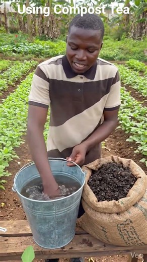 Using Compost Tea. Liquid nutrients from compost boost plants.#composttea#organicboost
