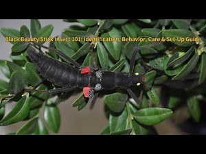 Black Beauty Stick Insect 101 | Identification, Behavior, Care & Set-Up Guide