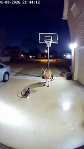 This kangaroo got bounce 😂 #basketball #ai #fyp #funny #nba | King VS Air