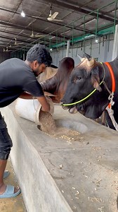 Starting the Friday with a hearty breakfast for our gentle bulls #morning #breakfast #FarmLife #bulls #eating #trendingreel #viralvideoシ #fypviralシ | TAUHIDUR RAHMAN