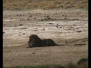 LionKillsJackal.wmv