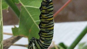 48K views · 166 reactions | To become a butterfly a caterpillar...