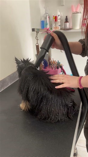 Black Pomeranian Transformation 🖤 Full Groom in Seconds!