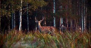 Herd Spotted Deer Moves Through Forest Stock Footage Video (100% Royalty-free) 1087155728 | Shutterstock