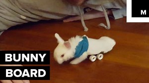 651K views · 8.9K shares | This paralyzed baby bunny got a sweet custom 4-wheeled ride. | Mashable | Facebook