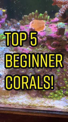 Top 5 Beginner Corals for Your Reef Tank