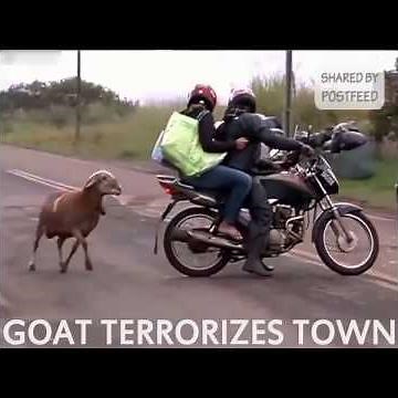 Aggressive Goat Caught On Video Attacking Pedestrians