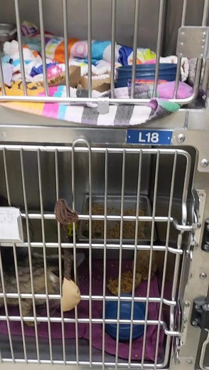 Meet Smurf: The Adorable Blue Shelter Cat