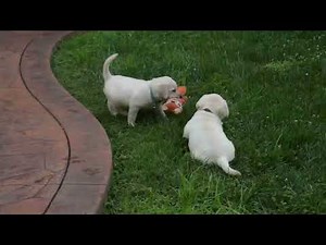 Yellow Labrador Retriever Puppies For Sale
