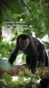 Você sabia que o macaco-prego (Sapajus nigritus) é um dos animais mais inteligentes da Mata Atlântica?​ Eles são mestres no uso de ferramentas! Casca dura de frutas? Eles usam pedras para abrir com facilidade. Além de frutas, comem sementes, pequenos insetos, brotos e até ovos de pássaros. Uma dieta cheia de energia!​ Com sua cauda, conseguem se movimentar pelas árvores com agilidade impressionante. Apesar de sua adaptabilidade, o macaco-prego sofre com perda de habitat e comércio ilegal. Por is