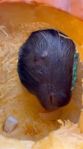 Cincinnati Zoo on Instagram: "Happy National Pumpkin Day!!!  Violet (porcupine), Kal (bat-eared fox) and Jambo (serval), stars of the Cheetah Encounter, have fun with their pumpkin enrichment! "