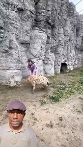 354K views · 1.7K reactions | Close call: zoo worker saves man from wolf's grasp!  #fblifestyle #relaxation #uncleov | Uncle OV | Facebook