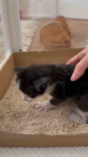 Adorable Kitten's First Litter Box Adventure