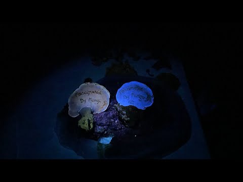 Mushrooms Glowing Under Ultraviolet Light