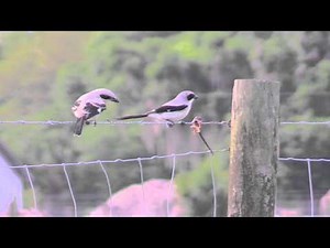 Loggerhead Shrikes
