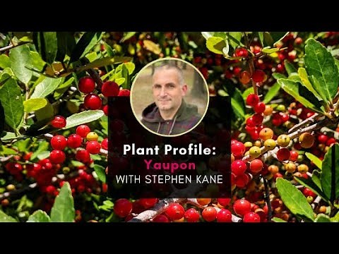 Plant Profile: Yaupon Holly with Stephen