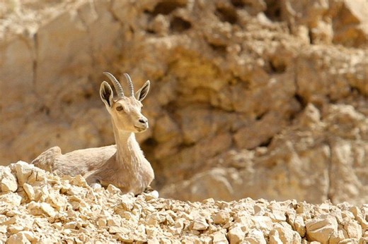 Wildlife of the Holy Land: The ibex roams Israel’s desert - i24NEWS