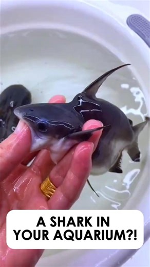 You Can Keep a Shark in Your Aquarium? (But It's Surprisingly Peaceful)